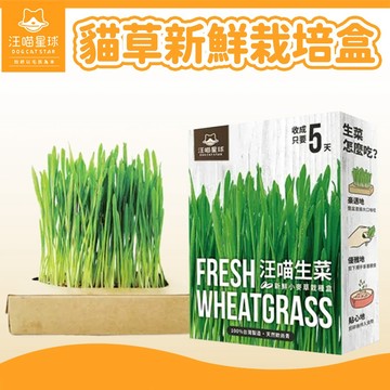 【汪喵星球】貓草新鮮栽培盒 貓生菜 貓草 排毛 小麥草