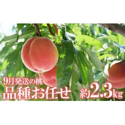 9月発送の桃　特秀品約2.3kgNo.2428