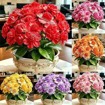 台灣現貨 云栖花種子（250粒）四季種植 滿屋清香 四季開花 淨化空氣 新手易栽 陽台室內外綠化 限量搶購 開花超美