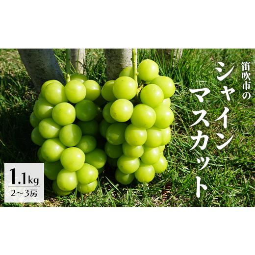 ふるさと納税 山梨県 笛吹市 超朝採れシャインマスカット 2〜3房 約1.1kg 山梨県 笛吹市 ※冷蔵配送 (2024年9月中旬から順次発送予定) …