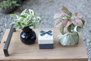 水培植栽│白金葛_室內植物 辦公室盆栽 店內擺設