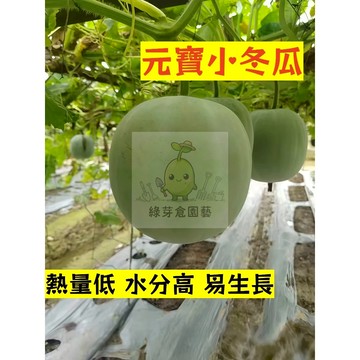 🌱早熟高產 元寶小冬瓜種子DG-7 果肉致密微甜 肉質厚 易生長 金瓜種子 抗病抗旱易種植 高產爬藤蔬菜種