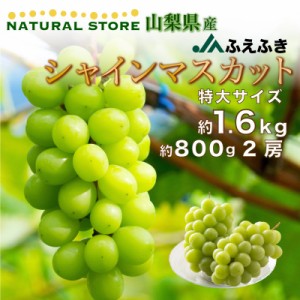 [最短順次発送]  シャインマスカット 特大 約1.6kg 2房 800g 山梨県産 笛吹 JAふえふき 夏ギフト  夏ギフト お中元 御中元