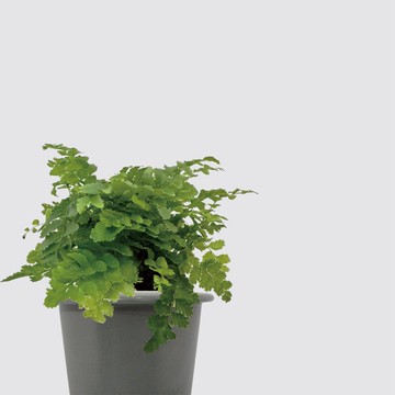 │ 窯瓷系列 │ 澎湖蕨 -  空氣淨化 蕨類 瓷器 水耕盆栽