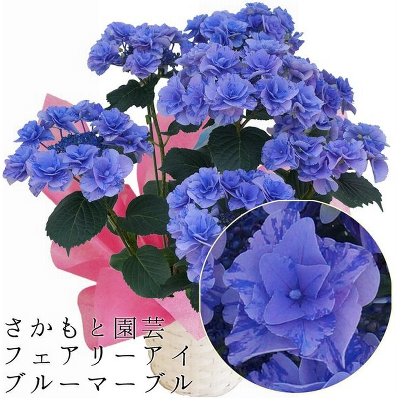 フェアリーマーブル 母の日ギフト 達人のあじさい さかもと園芸 プレゼント アジサイ 鉢植え 鉢花 通販 Lineポイント最大0 5 Get Lineショッピング