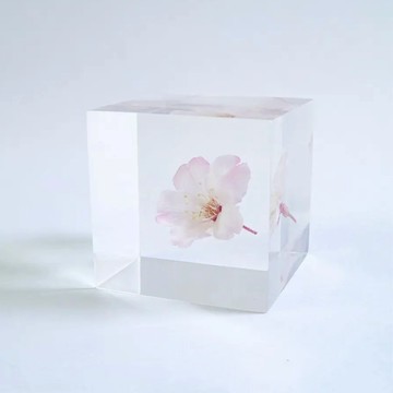 日本 Sola Cube 京都漂浮花物 透明宇宙 小松乙女櫻 小
