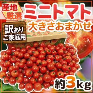 産地厳選 ”ミニトマト” 訳あり 約3kg 大きさおまかせ プチトマト 茨城産 熊本産 北海道産など 送料無料