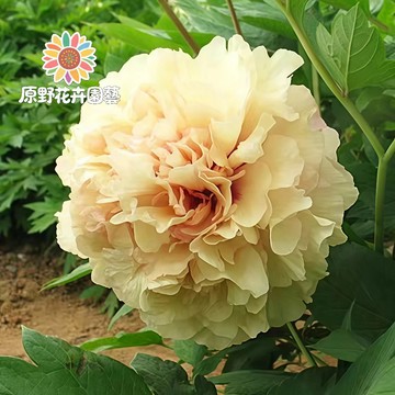 青禾園藝-金桂飄香芍藥花種子 （SY-21）黃色係重辦濃香型多年生觀賞花卉耐熱大花型庭院陽台盆栽非牡丹四季可種植#自留種