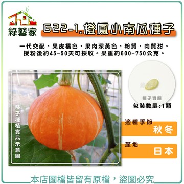 【綠藝家】G22-1.橙鳳小南瓜種子1顆