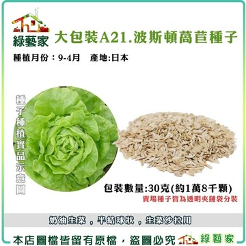 【綠藝家】00A21.大包裝波斯頓萵苣種子30克 波士頓奶油萵苣 生菜 萵苣 A菜 水耕蔬菜 沙拉生菜 葉菜類大包裝