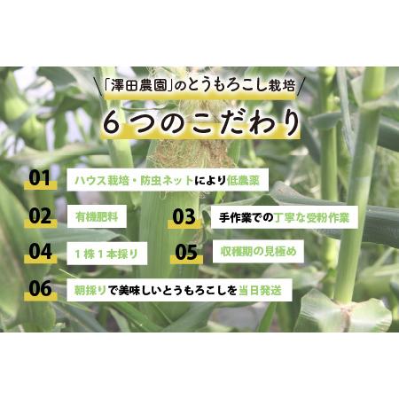 ふるさと納税 秋とうもろこし 5本 おおもの 黄色 朝採り ／ 期間限定 数量限定 ハウス栽培 産地直送 甘い スイートコーン とうも.. 福井県あわら市