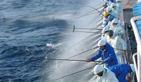 土佐料理司 一本釣り とろ鰹の刺身・鰹たたきセット