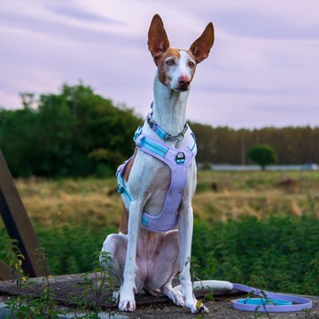 Motion Pro 無拉扯狗胸背帶 寵物 穿搭