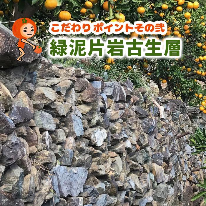 有田みかん 2Lサイズ以上の大玉みかん 5kg 化学肥料不使用 減農薬 和歌山有田山田原みかん やまがみかん園 送料無料