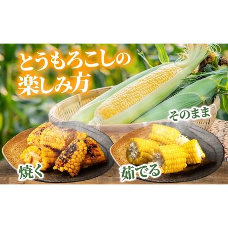 ふるさと納税 北海道産 ピュアホワイト 白い とうもろこし L 10本 朝採り トウモロコシ コーン とうきび 北海道産 玉蜀黍 甘い 新鮮 旬 夏 産.. 北海道洞爺湖町