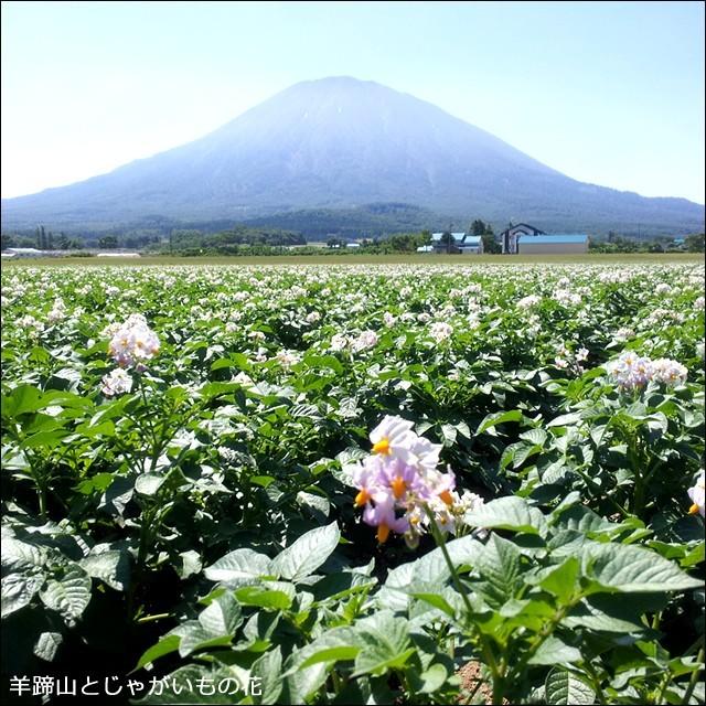 出荷開始中 新じゃがいも 送料無料 北海道産 男爵薯(Mサイズ以上) 1箱3キロ入り   3kg 男爵 男爵芋 だんしゃく いも ジャガイモ 北海道 野菜