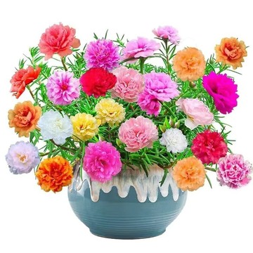 現貨 太陽花種子（500粒）多品種 四季 多年生 多色品種 易種易活 四季播種 開花不斷 陽臺庭院盆栽 觀賞花海花卉種子