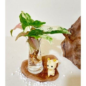 《Kamata🌈》☘️斑葉合果芋混搭粉紅佳人水耕瓶飾☘️水耕盆栽 斑葉植物 桌上型植物盆栽 觀葉植物 室內植物