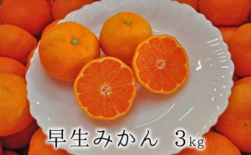 秋の味覚　果汁たっぷり　早生みかん3kg