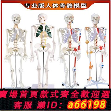 【台灣公司 可開發票】45 85 170cm人體骨骼模型骨架人體模型成人小白骷髏教學脊椎全身