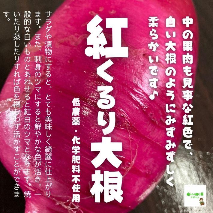 紅くるり大根　低農薬・化学肥料不使用　１個(小さい場合は２個〜３個になります)