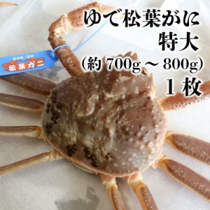 [予約 2023年12月20日-12月31日の納品] 冷蔵 ゆで松葉がに 特大（約700g～800g） 1枚 ブランドタグ付き 蟹 ズワイガニ