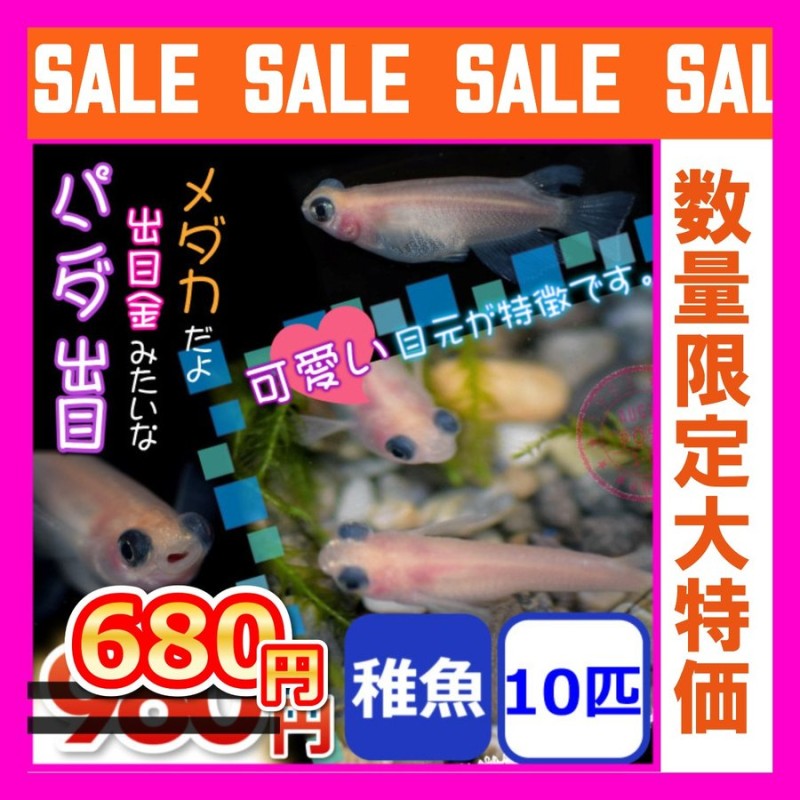 メダカ/パンダ出目めだか 稚魚10匹 通販 LINEポイント最大0.5%GET | LINEショッピング