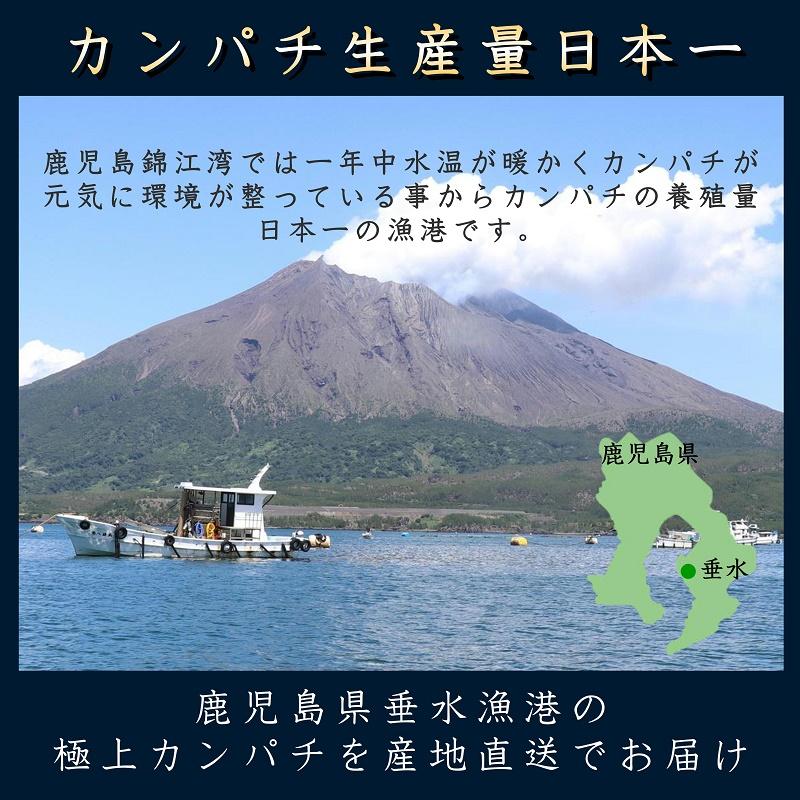 カンパチ片身カマ付き  半身分　鹿児島垂水産かんぱち お刺身 ギフト