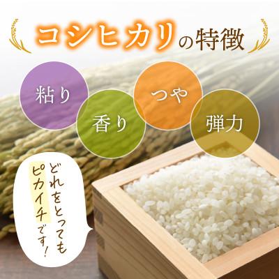 ふるさと納税 越前町 令和5年産　コシヒカリ(精米)　3kg