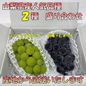 ＜2024年先行予約＞厳選!! 池田青果のシャインマスカット・巨峰 or ピオーネ（1.0kg） 173-002