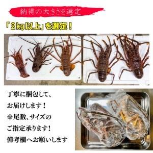 ふるさと納税 伊勢海老 2kg 以上 冷凍 鍋 刺身 高級 伊勢エビ イセエビ 高知県 須崎市 伊勢海老 刺身伊勢 海老蒸し 伊勢海老 海鮮丼 伊勢えび お.. 高知県須崎市