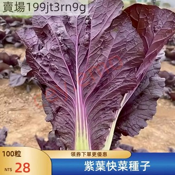 現貨🥬【紫葉快菜】（500粒）🥬四季種植 紫色快菜 奶油小白菜 特色蔬菜 紫紅小青菜 四季菜 口感好蔬菜種子大全