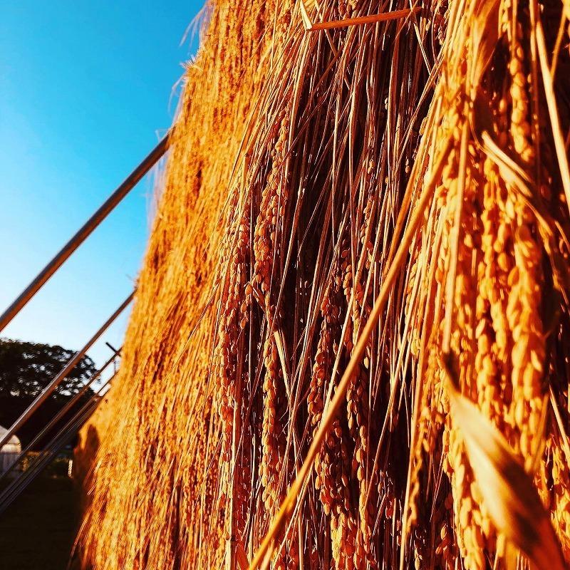 令和４年産　新潟県村上市　岩船米　はさがけ米６kg（２kg×３）