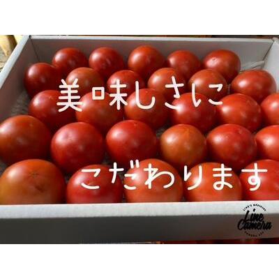 ふるさと納税 高知県高知市産 贅沢フルーツトマト 約2kg　＜2024年2月から発送＞ 高知県高知市