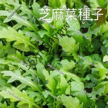 台灣現貨 芝麻菜種子（500粒）老品種 陽台庭院盆栽蔬菜種子 四季易種 高昌意大利生菜小青菜 拌沙拉菜 四季蔬菜種子