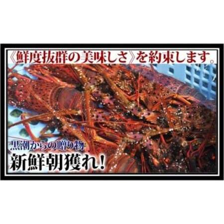 ふるさと納税 産地直送！＜生＞伊勢海老（レシピ付き）800g 高知県中土佐町