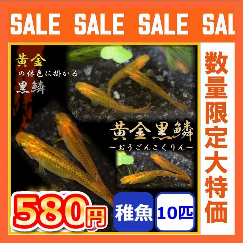 メダカ/黄金黒鱗めだか 稚魚10匹 通販 LINEポイント最大0.5%GET | LINEショッピング