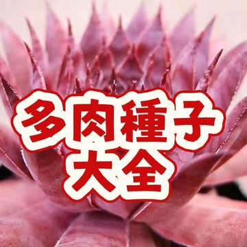 台灣現貨現發-（ 多肉種子）當季新籽 發芽率高 陽台庭院盆栽 新手易種易活  觀賞性強 招財 好運盆栽種子#超優惠