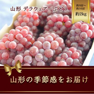 ふるさと納税 山形県 デラウェアーぶどう　約9房〜約16房 約2kg