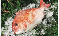 愛媛県産養殖魚真鯛～3枚卸済み～