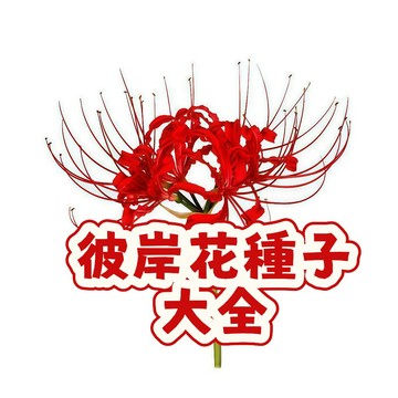 ✨【彼岸花種籽】曼珠沙華 當季新籽 發芽率高 長勢旺盛  新手四季可種植 觀賞花卉種子 盆栽庭院陽台#超優惠