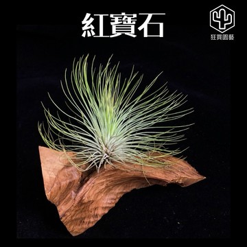 ［狂買園藝］空氣鳳梨 紅寶石 葉片細緻 另類美感 /空鳳/雨林植物/鹿角蕨/室內植物/辦公室小物/婚禮小物/送禮小物