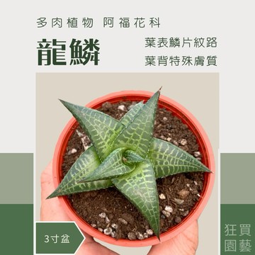 [狂買園藝] 多肉植物 龍鱗 3寸盆 /仙人掌/百合科/小品盆栽/送禮小物/婚禮小物