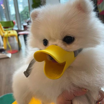 💥免運💥臺灣出貨🚚狗狗鴨嘴套防咬叫亂吃嘴罩止吠器可喝水口罩泰迪柯基小型幼犬神器
