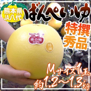 熊本県八代特産 ”晩白柚” ばんぺいゆ 秀品 Mサイズ 約1.2～1.3kg