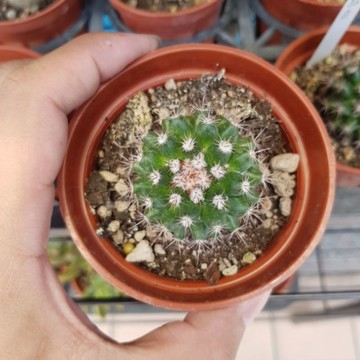 P老闆園藝~絲絲丸/仙人掌 3吋盆 1吋盆