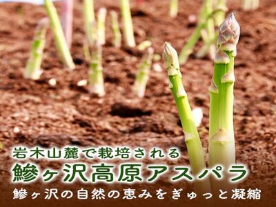 岩木山高原の極太アスパラガス！約1kg（2L以上）青森県鰺ヶ沢町産