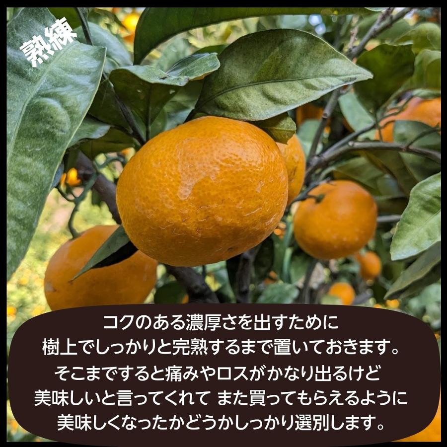 みかん  有田みかん 田村地区産 訳あり ご家庭用 ど根性くん 3kg サイズ不揃い 和歌山県 蜜柑 ミカン 柑橘 《11 上旬〜11 中旬より出荷》