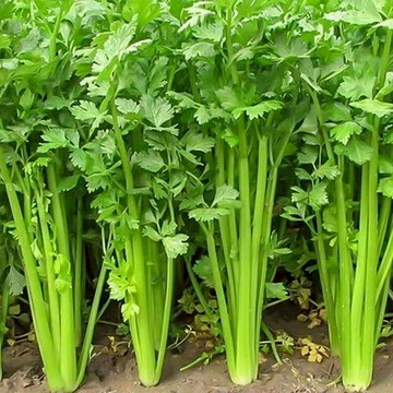 🥬【四季芹菜種子】🥬  今年新種 香味濃郁黃心芹菜種子  四季香芹菜種子 雞蛋黃水果芹菜種子 四季家庭田園庭院盆栽種植