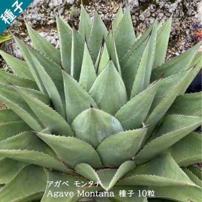 多肉植物 種子 種 アガベ マピサガ Agave Mapisaga ツルボラン科 リュウゼツラン属 ブルーの葉 種子10粒